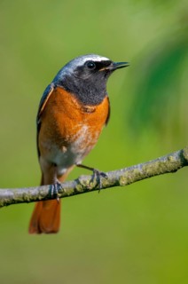Garden redtail, Phoenicurus phoenicurus, redstart, birds, garden birds, high size, portrait, male,
