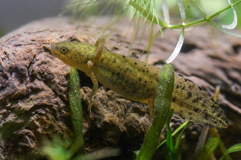 Great Crested Newt, Crested Newt, Northern Crested Newt, Triturus Cristatus, Amphibians,