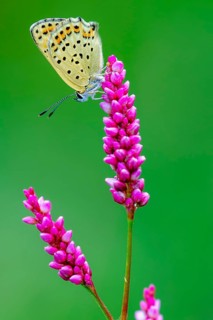 Sooty Copper (Lycaena tityrus), Oldenburg Münsterland, Goldenstedt, Lower Saxony, Germany