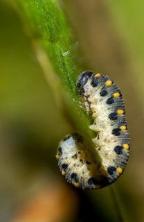 Abia sericea, cimbicidae, club horned sawfly, hymenoptera, clubhorn leaf wasp, clubhorn leaf wasps,