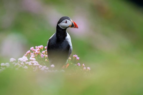 Puffin (Fratercula arctica), Sumburgh Head, Mainland, Shetland Islands, Scotland, Great Britain