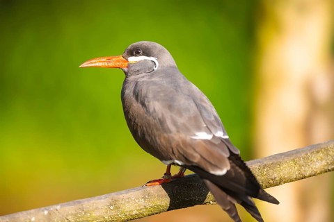 Inca tern (Larosterna inca) sitting on a branch, captive, distribution south america