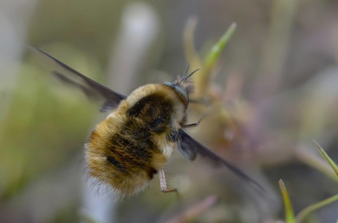 Bombyliidae, Bombylius major, brachycera, flies, large woolswear, woolswear, arge bee-fly, diptera,