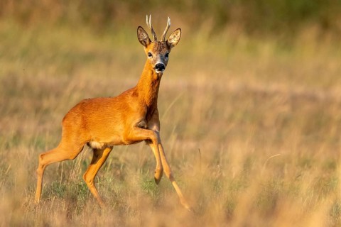 A roe deer (Capreolus capreolus) running during the rutting season, Vechta, Lower Saxony, Germany