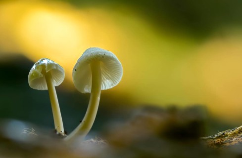 Flesh brown helmet, Isabell brown thread helmet, conical helmet, mycena metata, mycena phyllogena,