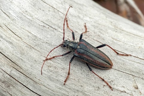Finland, Oxymirus Cursor, Shoulder Longhorn Beetle, Toxotus Cursor, Beetle, Longhorn Beetle,