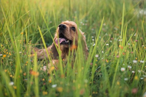 Cocker Spaniel dog resting in grass with daisies, appearing playful and relaxed