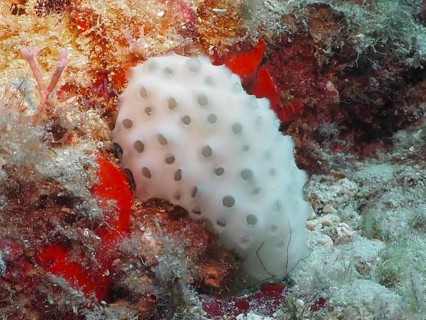 White sea squirt, crustose sea squirt (Didemnum perlucidum), surrounded by red sea sponges on the