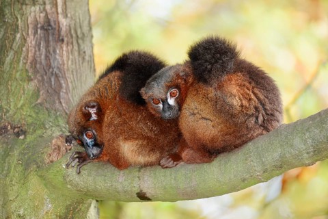 Red-bellied lemur (Eulemur rubriventer), male and female perched on a branch, in captivity, found