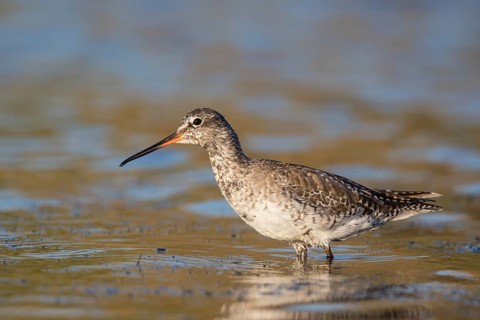 Spotted Redshank (Tringa erythropus) foraging, Lesvos, Greece