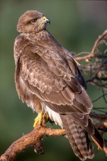 Accipitriformes, Buteo Buteo, Buzzard, Buzzard, Birds of Prey, High Size, Portrait Format, Raptors,