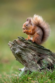 Squirrel (Sciurus vulgaris), Aviemore, Scotland, United Kingdom