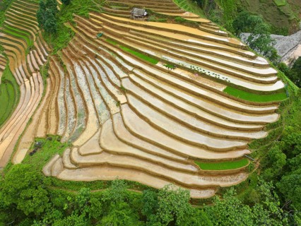 Aerial view of rice terraces setting new fresh green rice, new fresh green rice seedlings at Mù