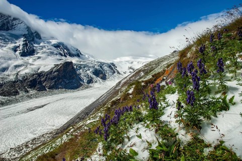 Blue monkshood (Aconitum napellus), view of the Großglockner, Austria's highest mountain, the Alps,
