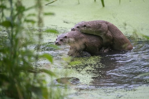 Carnivora, Eurasian otters, Lutra Lutra, predators, mammals, martens, raptors, mammals