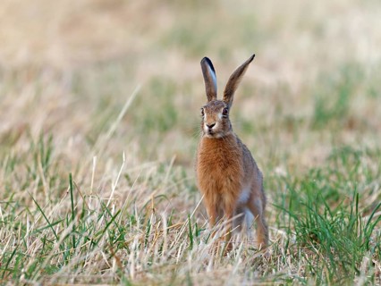 A brown hare (Lepus europaeus) looks intently across a meadow, Solms, Hesse, Germany