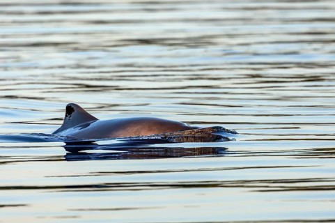A harbour porpoise (Phocoena phocoena) in the evening sunlight, marine mammal, toothed whale,