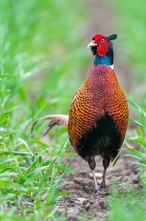 Common Pheasant, Vechta, Lower Saxony, Germany