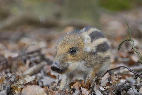 Wild boar, newbie