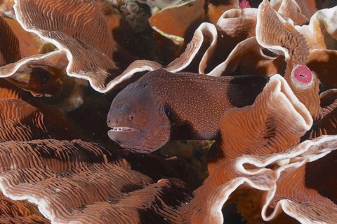 Abbott's moray eel (Gymnothorax eurostus) amongst corals, dive site in Sodwana Bay National Park,