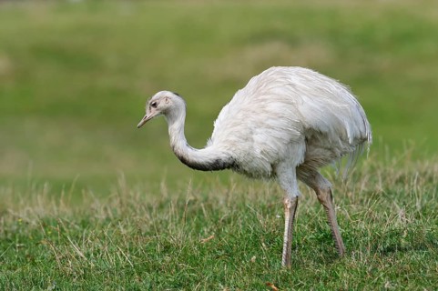 A greater rhea (Rhea americana) stands in a meadow, an introduced species in northern Germany,