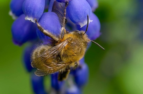 Anthophora acervorum, anthophora plumipes, apidae, bees, spring fur bee, common fur bee,