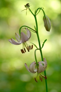 Liliaceae, Lily Family, Lilium Martagon, Turk's Cap Lily, Turkish League Lily, Flora, High Size,