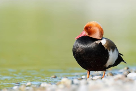 Red-crested Pochard (Netta rufina), a drake standing on the shore, Lake Constance,