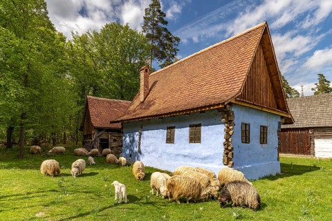 Flock of sheep and historic traditional buildings in the ASTRA Museum of Traditional Folk Culture