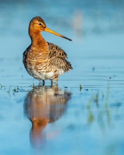 Black-tailed Godwit (Limosa limosa) in a wet meadow, Lake Dümmer, Ochsenmoor, Hüde, Lower Saxony,