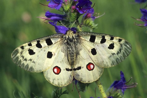 Animal Animals Insects Butterfly Butterflies Butterflies Apollo Apollo Apollo Butterfly Germany,
