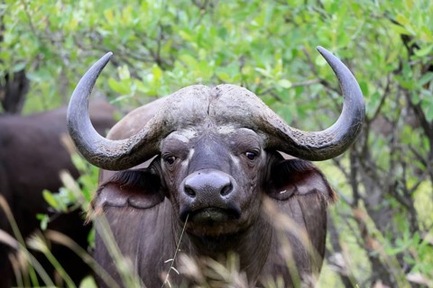 Cape buffalo (Syncerus caffer), adult, portrait, feeding, blade of grass, Kruger National Park,
