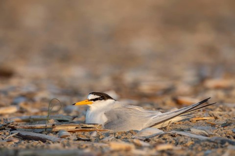 One last photo of the little tern (Sternula albifrons), then I'll leave the bird in peace and hope