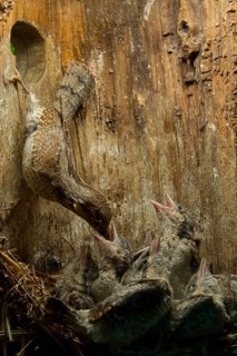 Eurasian Wryneck (Jynx torquilla) feeding chicks in nesting box, Saxony, Germany