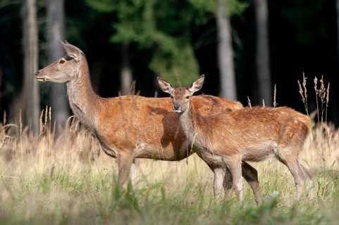 Artiodactyla, Cervus Elaphus, even-toed ungulate, cloven-hoofed, red deer, red deer, adult animal,