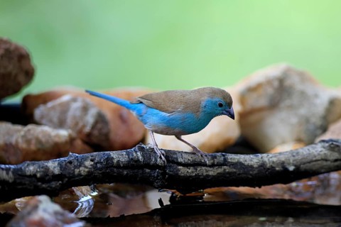 Blue Asterin (Uraeginthus angolensis), Angolan Asterin, Blue-eared Asterin, adult, perched, on a