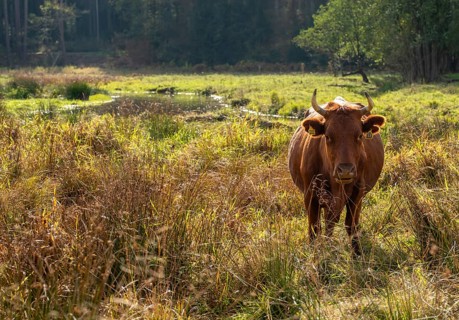 Artiodactyla, Bavaria, Bos Taurus sspec.5, cattle, even-toed ungulate, Höhenvieh, Upper Palatinate,