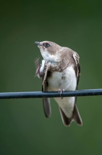Bank Swallow, Riparia Riparia, Sand Martin, Swallow, Black Swallow, Birds, High Size, Portrait