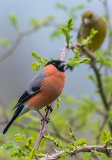 Bullfinch, Bullfinch, Pyrrhula Pyrrhula, Birds, Bullfinch, High Size, Portrait, Male, Passeri,