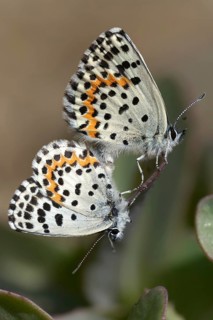 Chequered blue, midget blue, Scolitantides Orion, butterfly, high size, portrait, insects, copula,