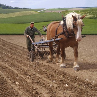 Farming. A farmer weeding a field of sugar beets using a horse-drawn beet hoe. In the background,