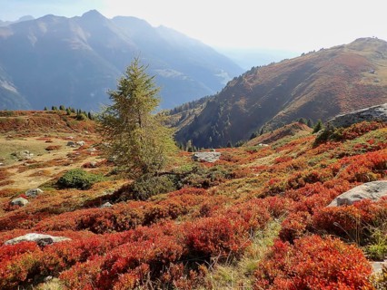 Single tree surrounded by autumn bushes, panoramic view of mountains, Fiescheralp, UNESCO World