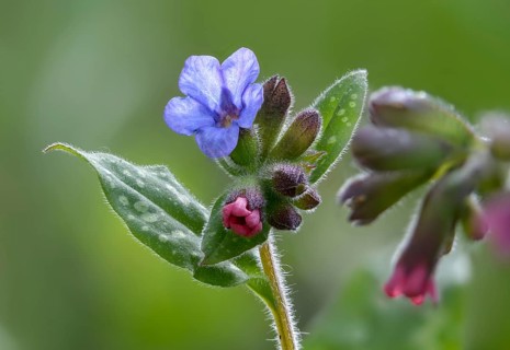 Boraginaceae, Common Lungwort, Lungwort, Mary's Tears, Our Lady's Milk Drops, Pulmonaria