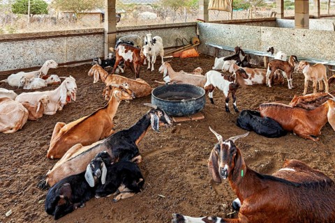 Several goats rest in an open stable on sandy soil, goats in a stable in Caatinga in Campo Formoso