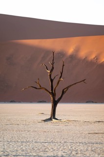 Red sand dunes and white salt pan with dead trees, Dead Vlei, Namib Desert, Namib Naukluft Park,