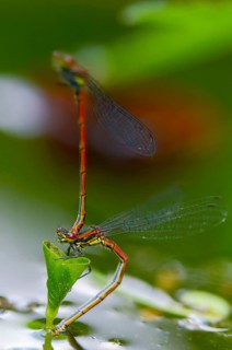 Early Adonis dragonfly, large red damselfly, Pyrrhosoma nymphula, damselflies, dragonflies, high