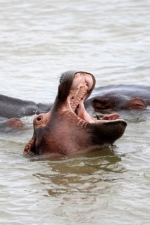Hippopotamus (Hippopotamus amphibius), adult, in the water, yawning, menacing, portrait,