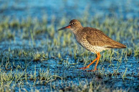 Common Redshank (Tringa totanus), Hüde, Lower Saxony, Germany