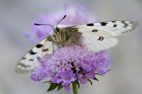 Animals, insects, butterflies, Apollo, Alpine Apollo, (Parnassius sacerdos (phoebus), Emperor Franz