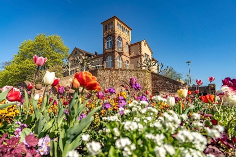 Spring flowers in front of Werger's castle in Worms, Rhineland-Palatinate, Germany